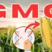 CSOs decry conflicting FG positions on GMO safety