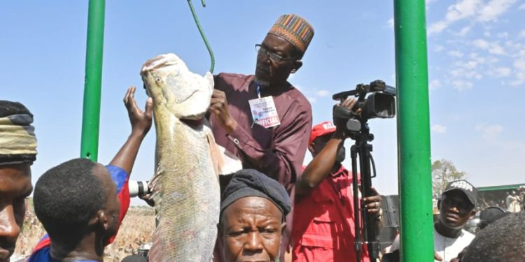 Argungu Fishing Festival: Winner smiles home with Toyota cars, N1m cash