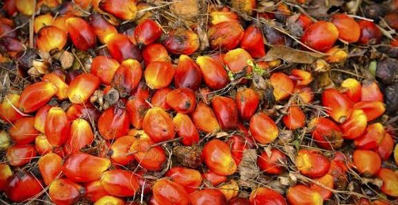 Nigeria unveils plans to join palm oil producing bloc