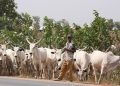 Youth Group Urges Comprehensive Ranching Reforms to Drive Nigeria’s Economic Growth and Food Security