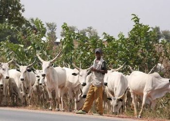 Youth Group Urges Comprehensive Ranching Reforms to Drive Nigeria’s Economic Growth and Food Security